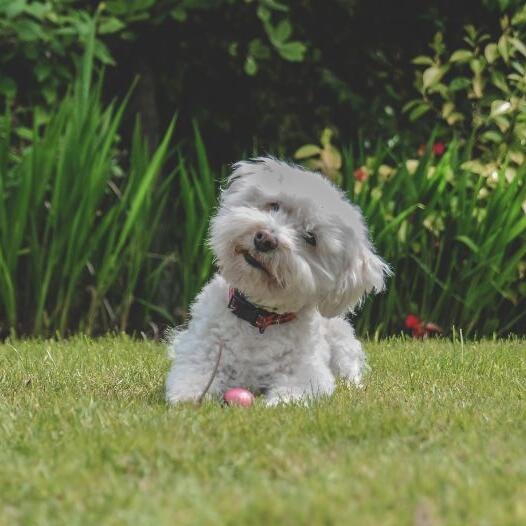 Bichon sales frise pics